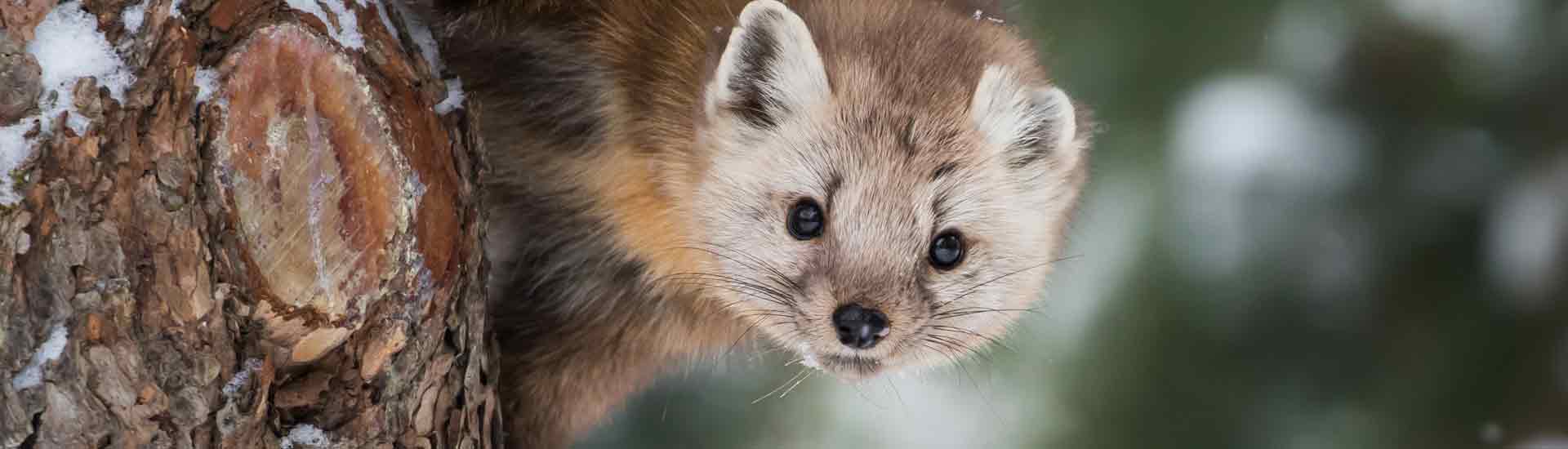 The Pine Marten