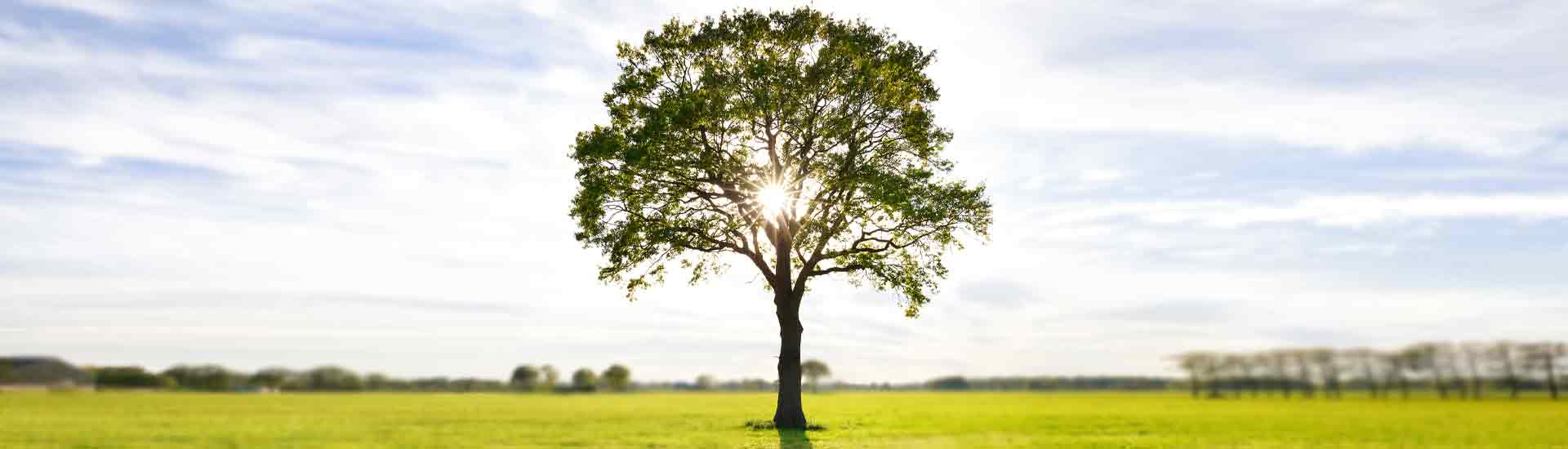 Mighty Oak