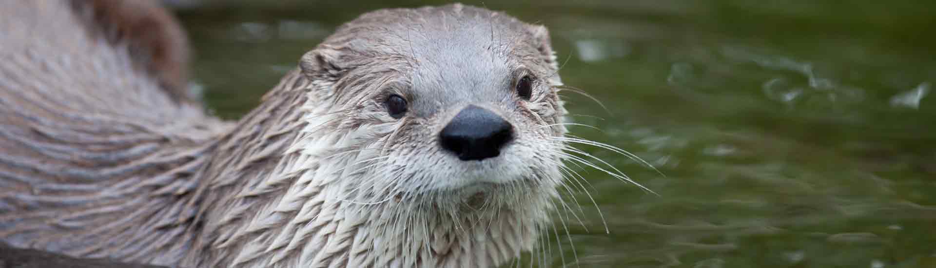 The River Otter