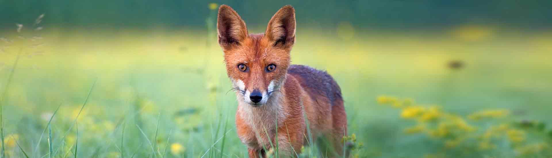The Red Fox