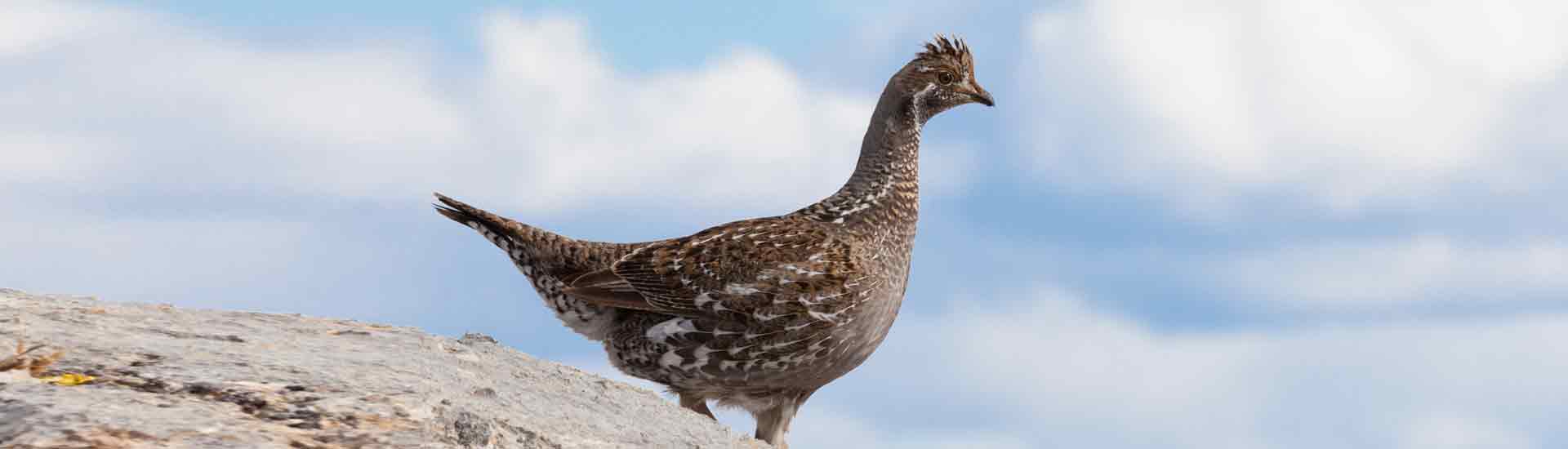 Ruffed Grouse