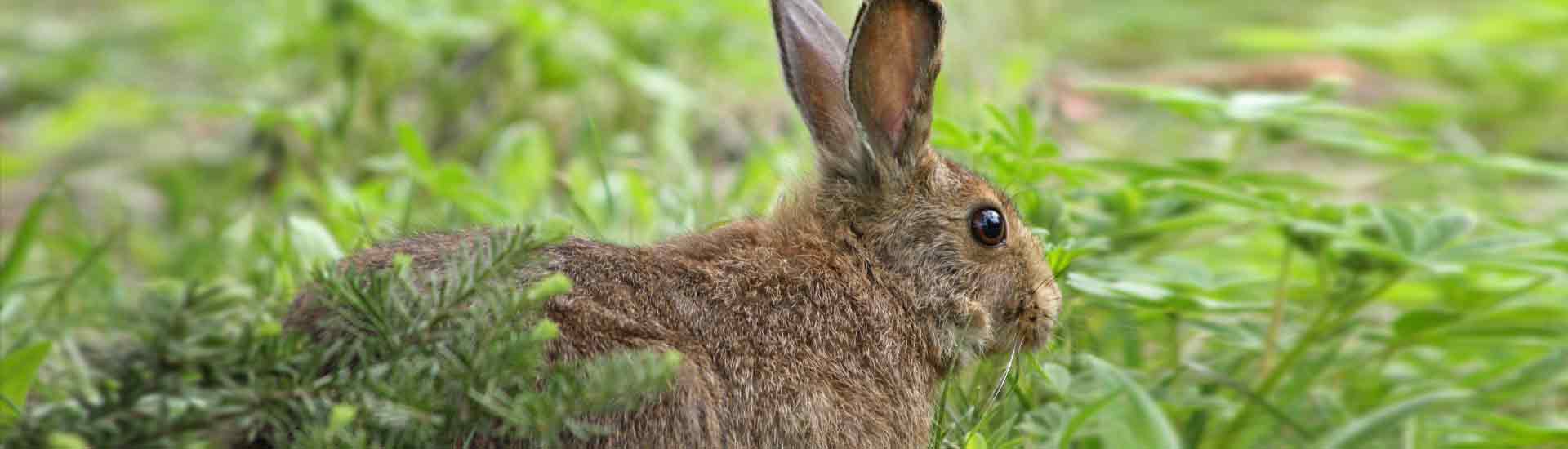 The Rabbit and the Hare