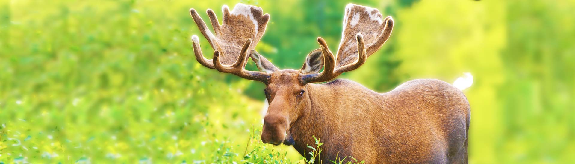 Canada Bull Moose